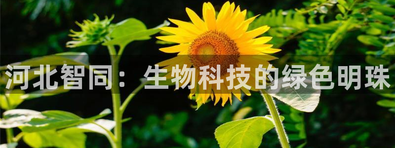 九游老哥俱乐部官网登录网址：河北智同：生物科技的绿色明珠